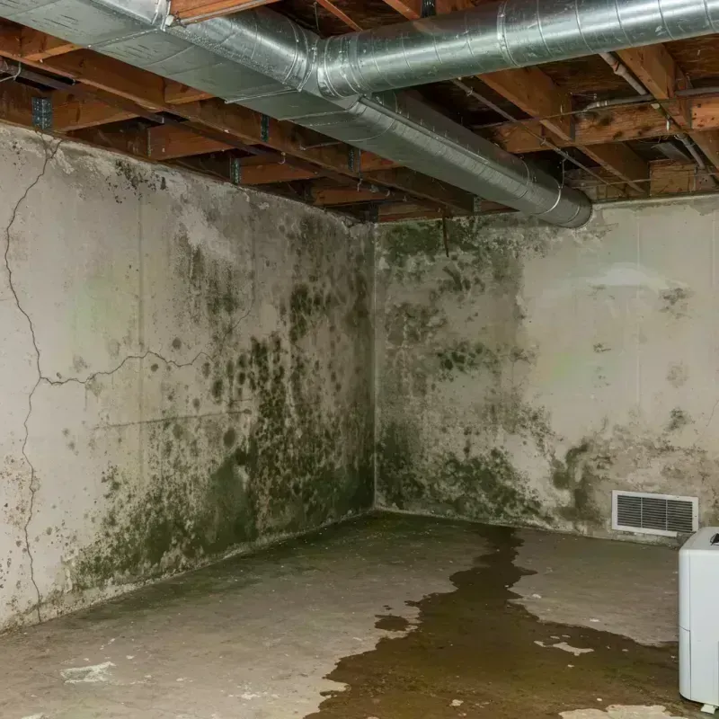 Professional Mold Removal in Wheeling, WV